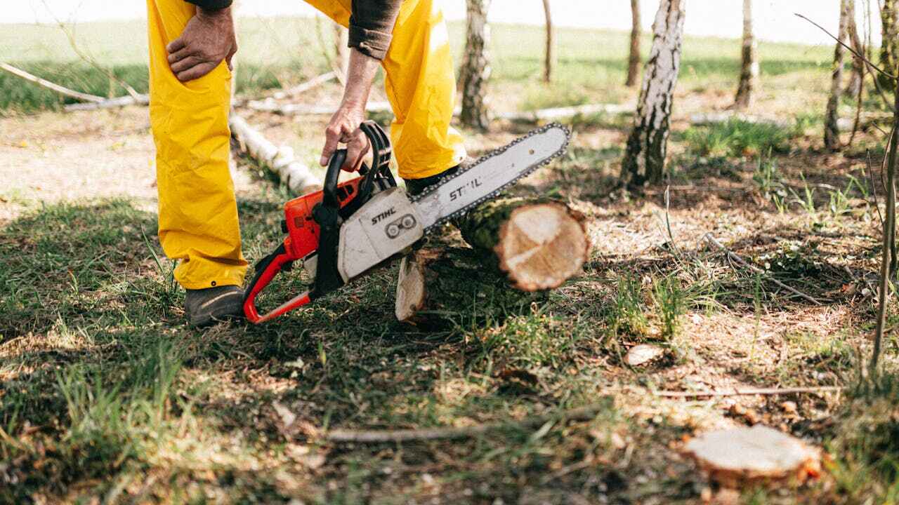 Best Tree Pruning Services  in Lely, FL